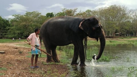 TRINKOMALEE, SRI LANKA - OCTOBER 20, 2012: Unidentified man stands with elephant drinking water from the lake in Trincomalee, Sri Lanka.