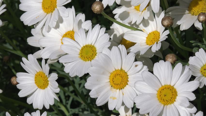 White Marguerite in the nature | Shutterstock HD Video #16543453