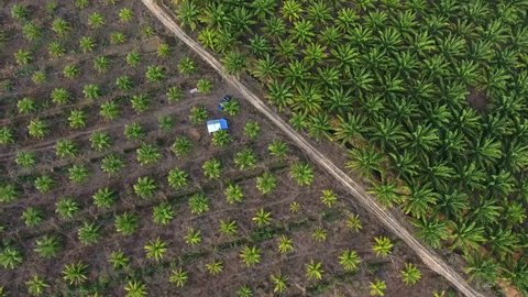 Aerial view of palm oil plantations in Krabi, Thailand. 