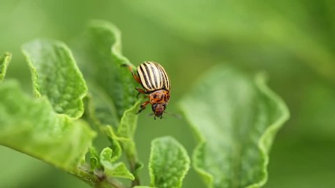 Colorado Striped Beetle - Leptinotarsa Decemlineata Crawling On A Leaf Growing Potatoes. This Beetle Is A Serious Pest Of Potatoes
