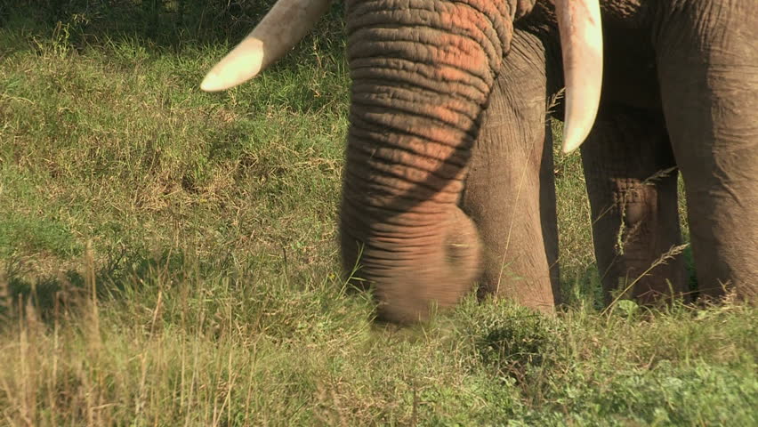 Large Bull Elephant pulling out tufts of grass