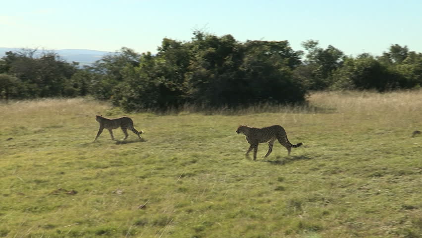Two cheetahs on walkabout 