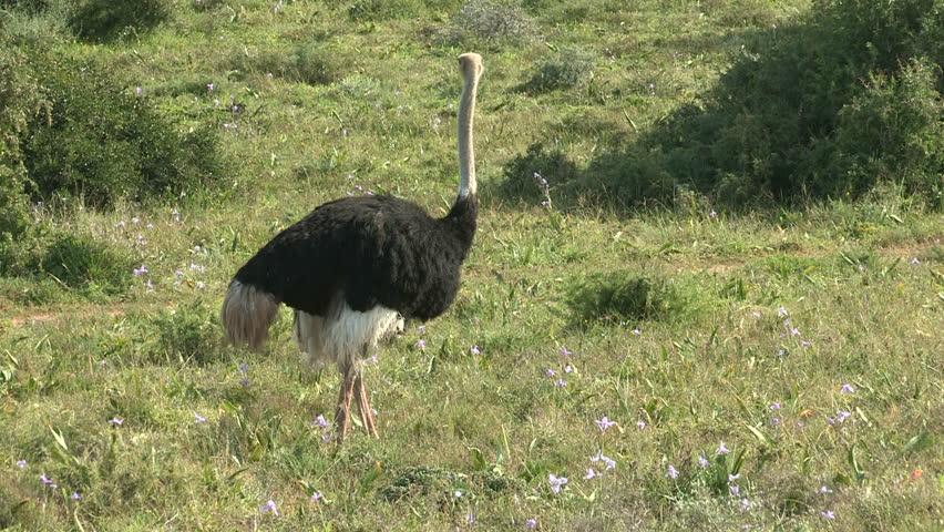 Male ostrich in the wild 