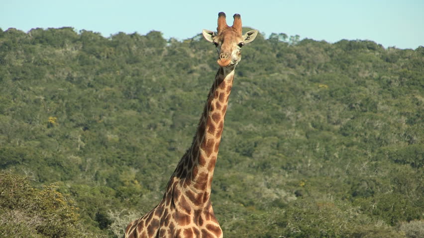 Giraffe chewing the cud 