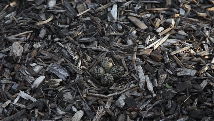 Killdeer eggs