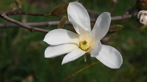 One white magnolia flower tremble in the wind over background of green, high angle, close up, Full HD 1080