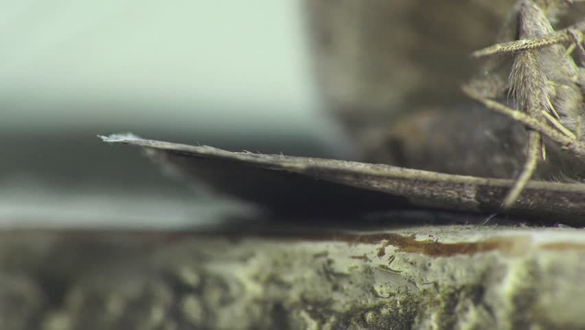 Dry dead hairy butterfly, macro, insect