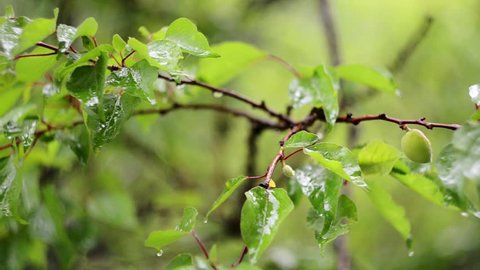 rain on the leaves of trees