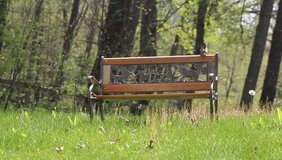 A children's park bench with Dandelion in the Spring season.