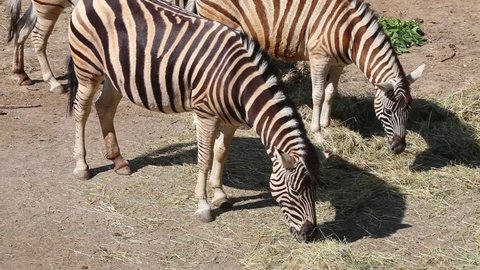 leucistic zebra