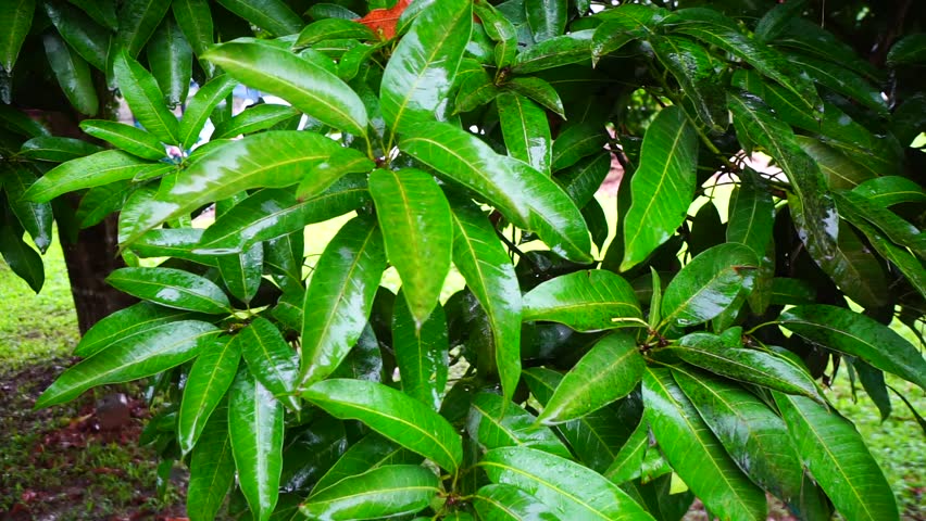 Mango Leaves with Rain Water. Stock Footage Video (100% Royalty-free) 16562212 | Shutterstock
