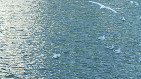 Sea gulls flying in slow motion video