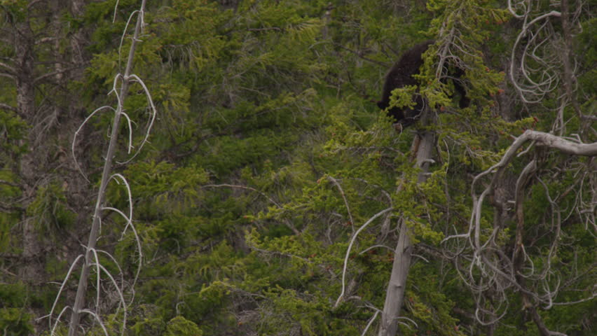 Black bear cub draped over branches at top of pine tree because its scared - A004 C114 0515SR 001