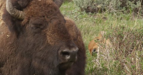 Bison placidly chews its cud in Yellowstone - A004 C083 0515CU 001