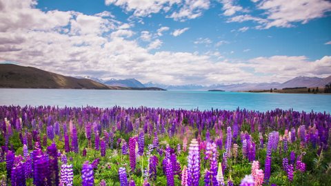 Time Lapse - Beautiful Lupine Flowers by Lake Tekapo, New Zealand