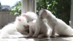 Three Small White Kittens Washes