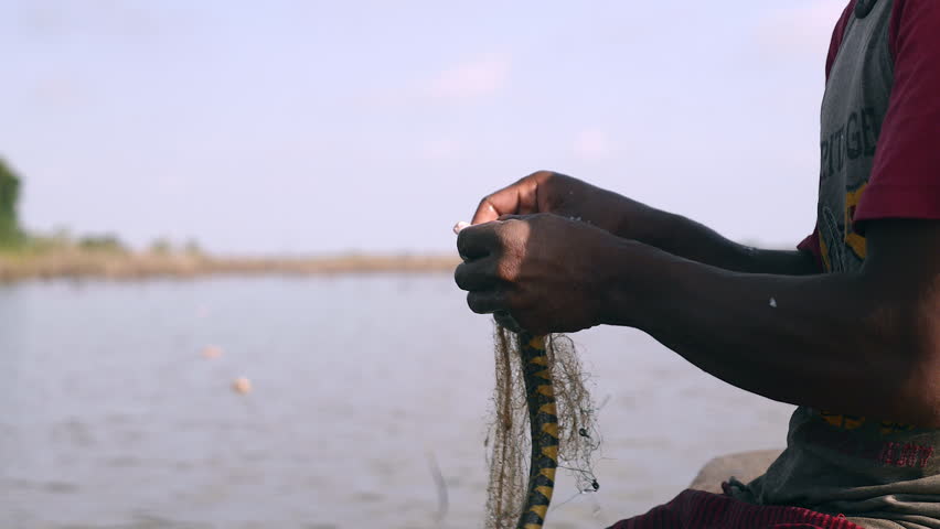 Close up on a fisherman at the bow of his dugout canoe disengaging water snakes from his net and keeping it in a plastic bowl