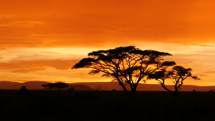 typical african golden sunset acacia tree Stock Footage Video (100% ...