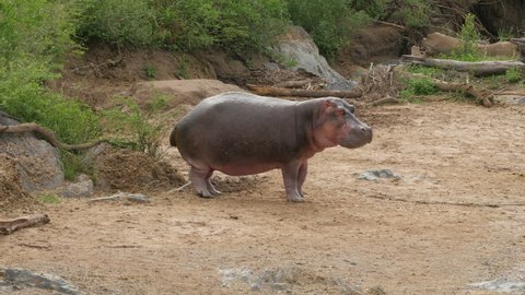 Hippopotamus Peeing Lake Serengeti Tanzania 4k Stock Footage Video (100 ...