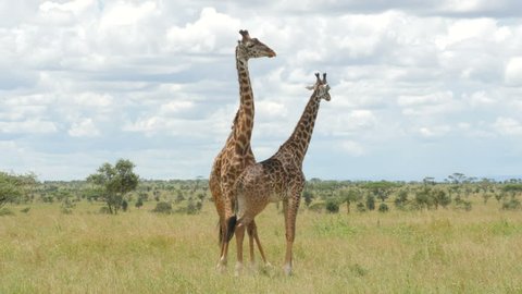 Giraffes mating in the green bush of Serengeti Tanzania - 4K