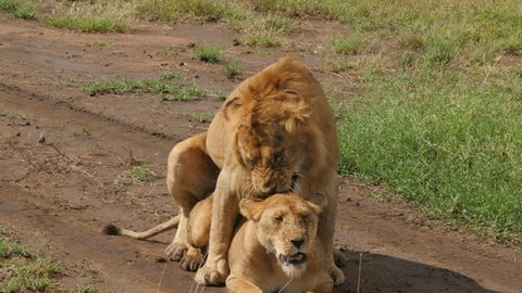 male and female lions mating