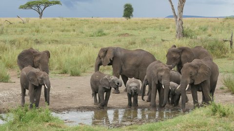 A herd of Elephants drinking in a waterhole pole in Serengeti Tanzania - 4K