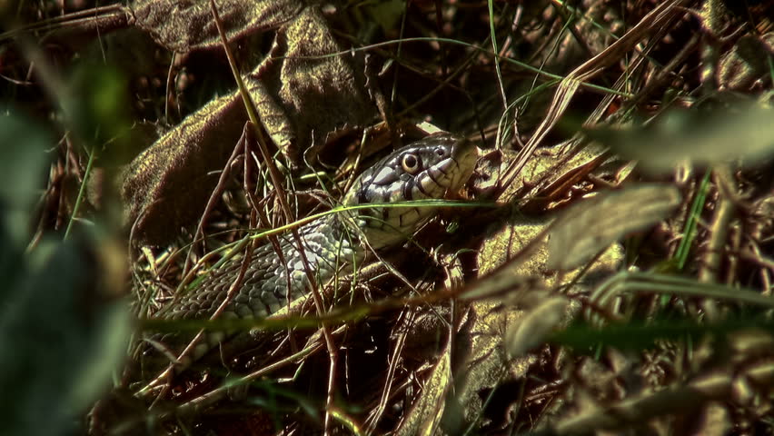 European reptile species - Grass snake (Natrix natrix). Close up view of hunting snake.