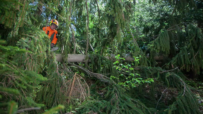 A logger is turning on his chainsaw and then he starts cutting off branches off a spruce. It is a nice spring day in a forest.
