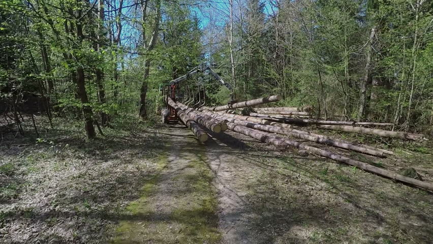 A tree excavator is lifting up a big tree trunk and is slowly moving it to the racks together with other trees where it will be unloaded. Wide-angle shot.