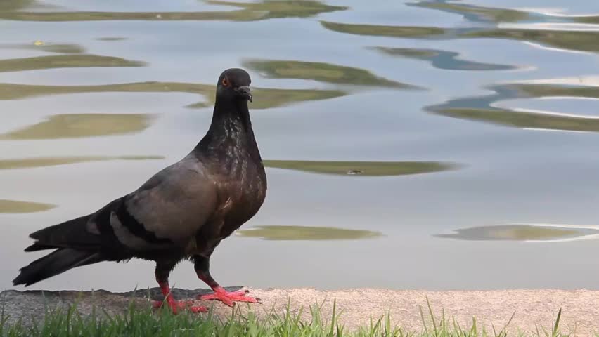 Pigeon River Footage