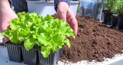 A young man is taking a small lettuce head and he is planting it in a container that is full of fine soil. Close-up shot.