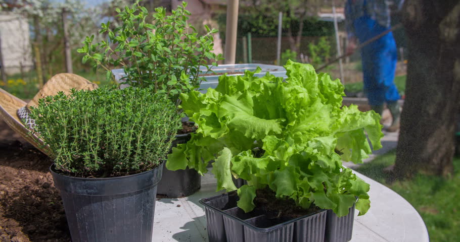 A young family is gardening. A few flowers and vegetables need to be planted, someone is using a water sprayer to shower the plants, there are children