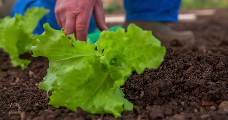 A senior man is gardening and he is inserting a lettuce seedling into a soil. Then he is tapping the soil around it. Close-up shot.