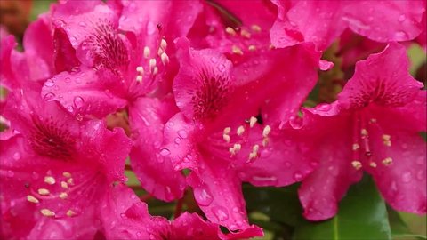 pink rhododendron bush blossoms