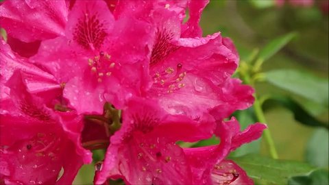 pink rhododendron bush blossoms