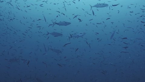 underwater shot of schooling tuna hunting inside schooling sardines, Red Sea