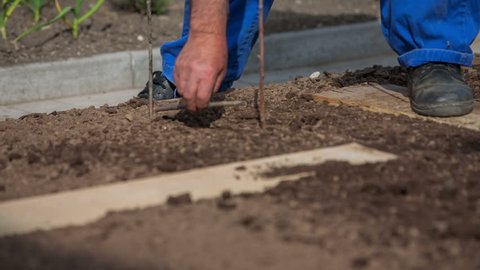 A man is working in the garden is inserting a few small wooden sticks on a garden bed and leaving some space between them. Close-up shot.