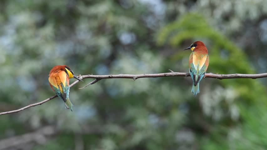 european bee-eater (Merops Apiaster) in natural habitat sitting on branch