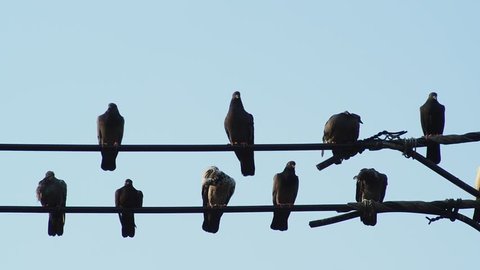 Pigeons sit on the wire against the blue sky