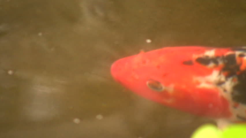 Koi carp in a pool