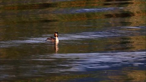 Great crested grebe cleaning and flapping wings