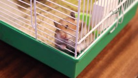 Video brown Syrian hamster gnaws inside a cage, eager to freedom