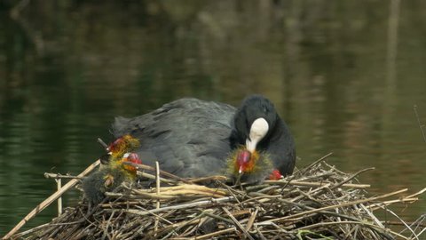 Coot young (Fulica atra) being preened by adult in the nest