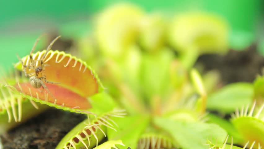 Flytrap, Carnivorous plant. ( Dionaea muscipula ) (1080p HD)