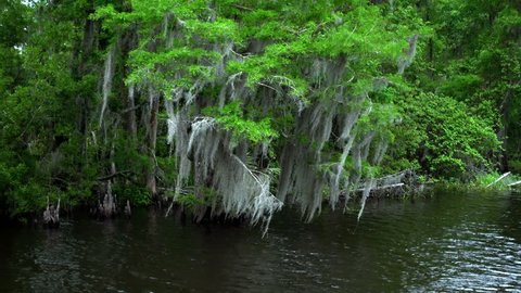 The Swamps in Louisiana near New Orleans