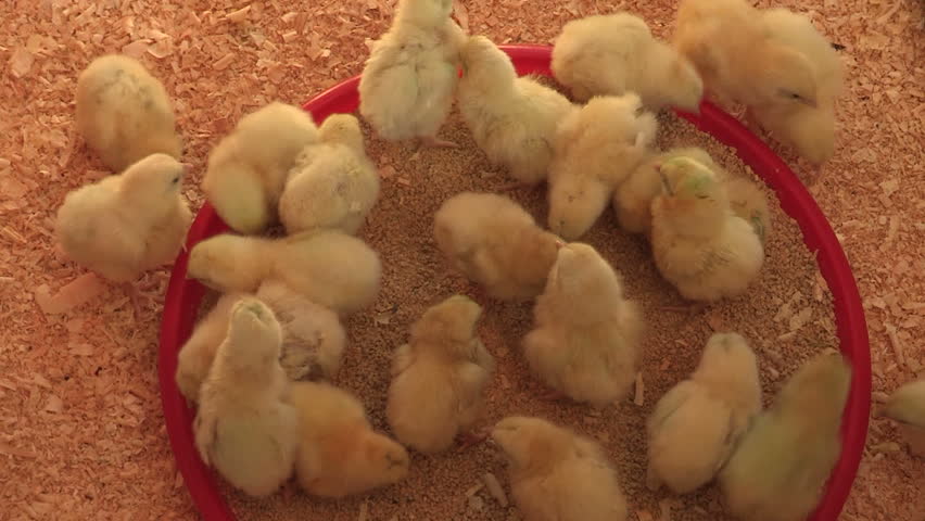 Baby chicks eating and drinking
