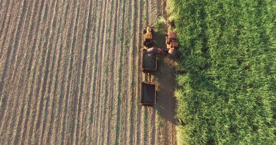 Sugar Cane - mechanical harvesting of sugarcane with horizon showing the cane fields and trees in the background amid sugar cane harvested in a late afternoon in Brazil
