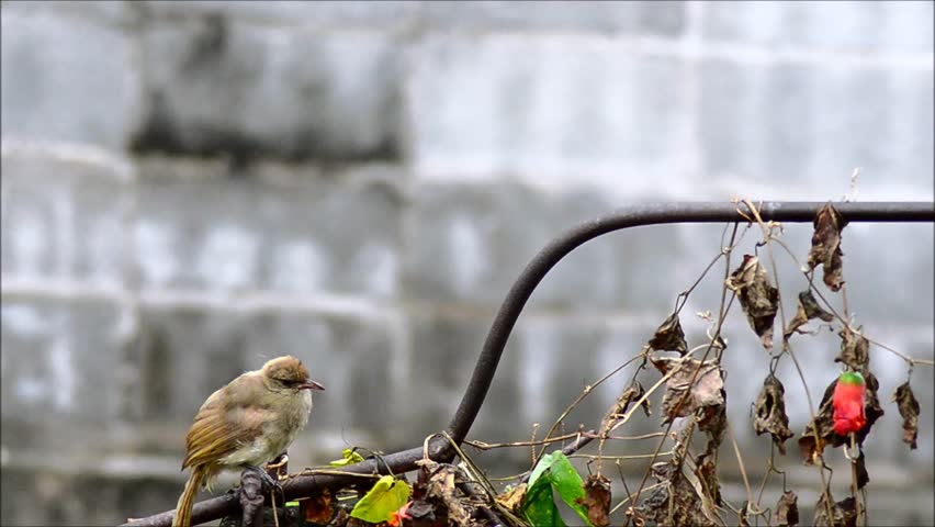 bird eating fruit Royalty-Free Stock Footage #16593010