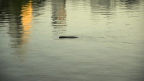 lizard swim in lagoon