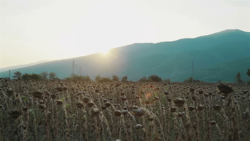 A field of withered sunflowers plantation affected by drought with the sun setting over the mountain on the background